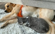 狗狗为什么会收养猫子