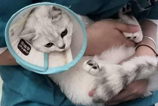 跟自己家的猫发生行为