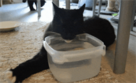 猫喝自来水会怎么样有没有事啊