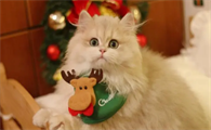 如何取消猫咪的爱心叫醒,铲屎官要怎么委婉拒绝?