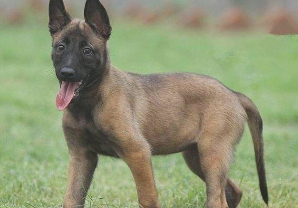 小马犬不吃饿一天有木有事? 小马犬不吃饿一天有木有事?