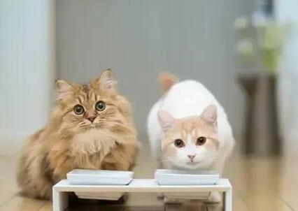 如何科学的训练猫咪坐下,拥有听话的乖乖猫! 如何科学的训练猫咪坐下,拥有听话的乖乖猫!