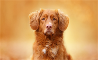 狗毛有狂犬病毒吗?狗感染狂犬病毒的症状是什么?