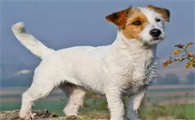 为什么不建议养杰克罗素梗犬