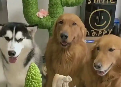 二哈金毛萨摩耶,哪只宠物犬最酷? 二哈金毛萨摩耶,哪只宠物犬最酷?