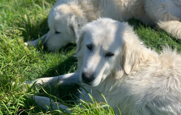 牧羊犬品种大全哪个贵啊 牧羊犬品种大全哪个贵啊