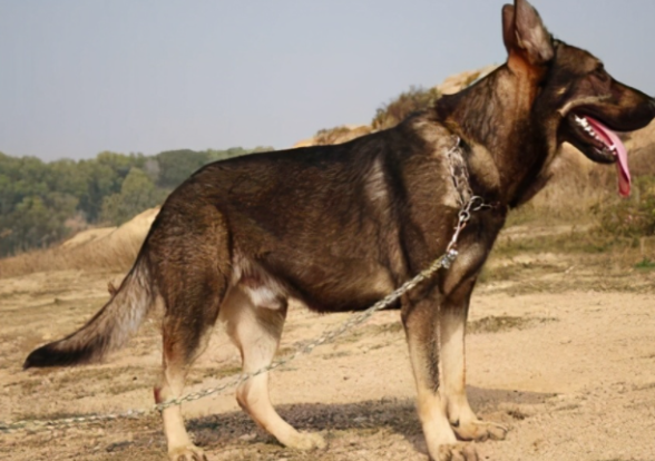 7种众所周知的“中华田园犬”,你最喜欢的是哪一种? 7种众所周知的“中华田园犬”,你最喜欢的是哪一种?