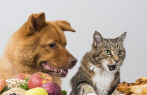 猫狗被列为不可食用动物
