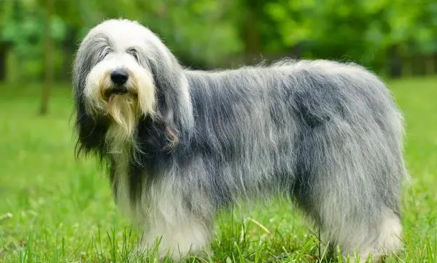 古代牧羊犬挑食的处理方法,牧羊犬挑食怎么办? 古代牧羊犬挑食的处理方法,牧羊犬挑食怎么办?