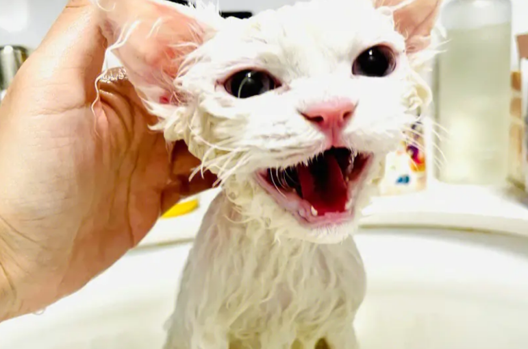 猫咪宠物店洗澡要多久