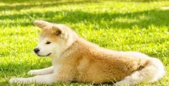 主人家用这4个绝技,柴犬狗狗再也不能挑食啦 主人家用这4个绝技,柴犬狗狗再也不能挑食啦