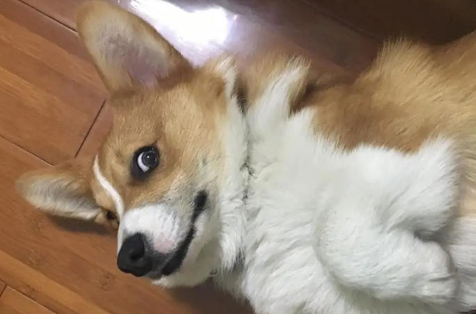 狗狗为什么斜着眼睛看我