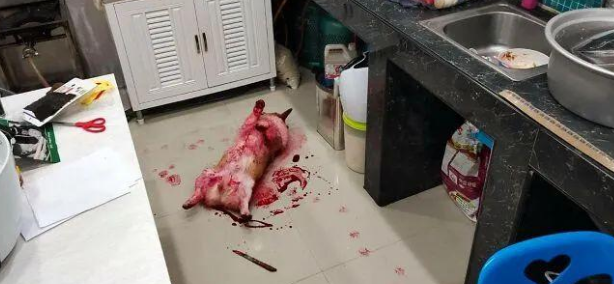 发现狗狗躺在地上,以为摊上事了,看清后:这是在逗我吗? 发现狗狗躺在地上,以为摊上事了,看清后:这是在逗我吗?