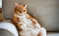 猫咪排毛球,猫咪做b超能看到肚子里的毛球吗?