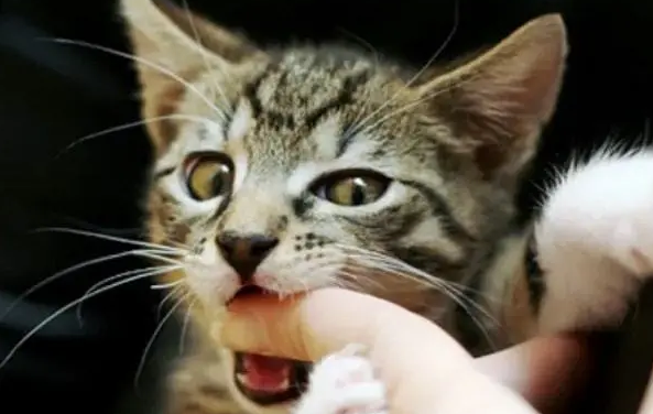 猫咪为什么要抓尾巴咬人