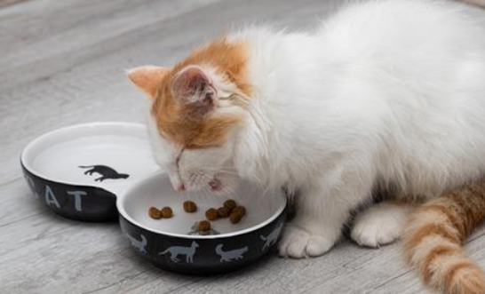 猫咪头时不时抽搐一下,原因竟是这! 猫咪头时不时抽搐一下,原因竟是这!