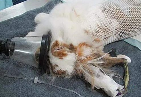 猫咪得了脂肪肝怎么办?猫咪脂肪肝的药物治疗! 猫咪得了脂肪肝怎么办?猫咪脂肪肝的药物治疗!