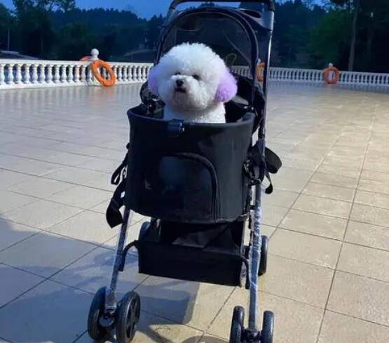  怎么训练狗狗“推车”呢？
