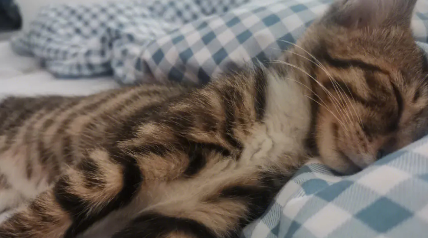 狸花猫价格多少钱?一起来看看这篇文章 狸花猫价格多少钱?一起来看看这篇文章