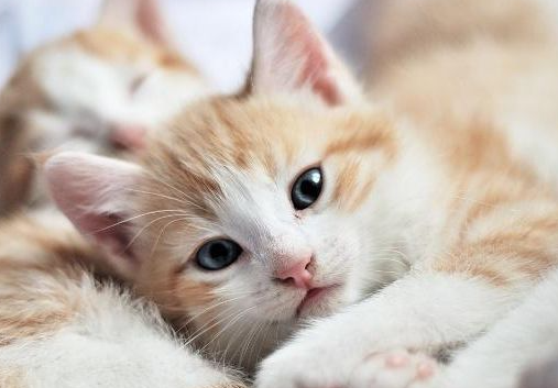 猫咪不会使用猫爬架，应该如何训练？