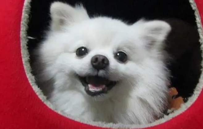 小型犬排名前10名