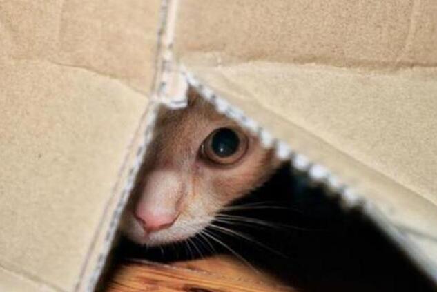 猫咪胆小怎么训练,可以试试看这么做