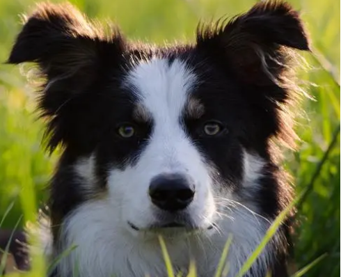 牧羊犬遇到一群笨羊,一言不合就和狗狗打了起来,气死狗了! 牧羊犬遇到一群笨羊,一言不合就和狗狗打了起来,气死狗了!
