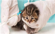 猫咪疫苗几个月开始打