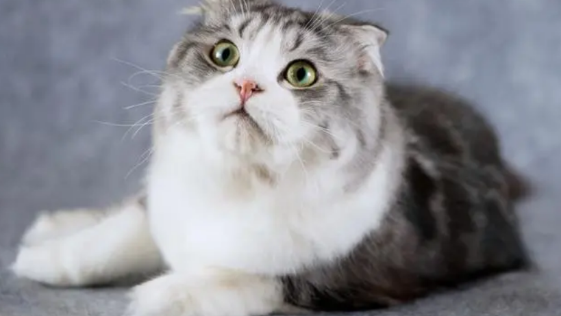 如何给折耳猫清理耳朵? 如何给折耳猫清理耳朵?