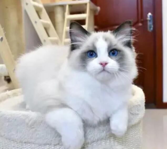 新手养布偶猫注意事项
