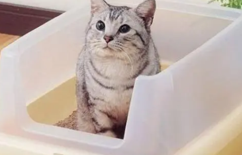 什么原因导致猫咪随地大小便? 什么原因导致猫咪随地大小便?