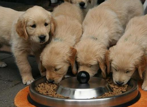 金毛犬都可以吃什么食物 金毛犬都可以吃什么食物