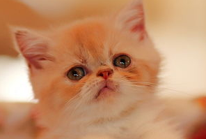 萌宠小知识：猫猫的异常母性行为有哪些？