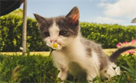孩子为什么喜欢猫咪的味道