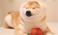 不同年龄的柴犬如何饲养？