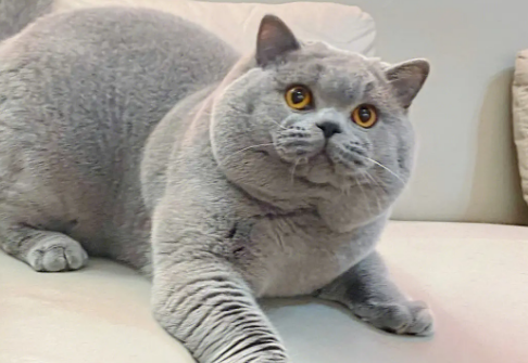 邓峰家的猫nana是什么品种