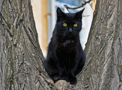 杀死黑猫有什么罪孽