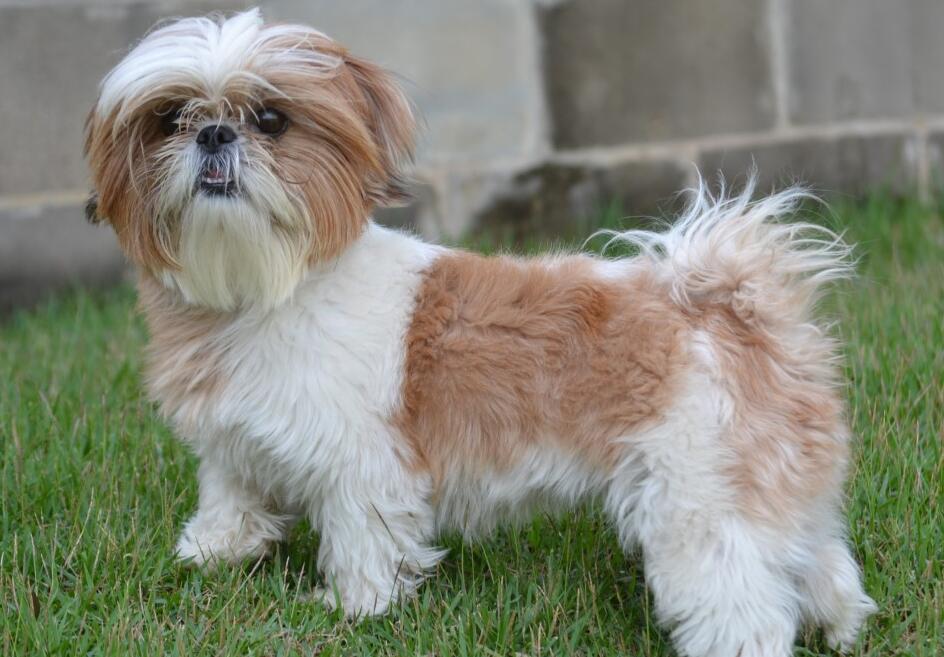 西施犬价格 价钱图片