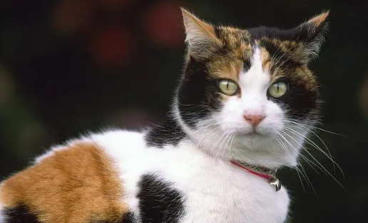 猫咪大便不成形有很大的问题吗?哪些原因在捣鬼?