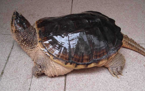 北美拟鳄龟怎么饲养? 北美拟鳄龟怎么饲养?