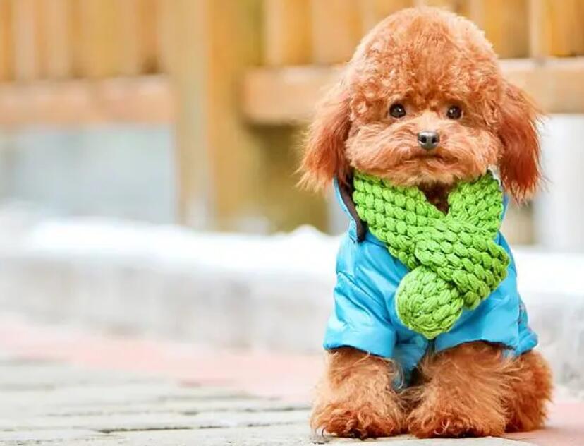 喂养泰迪犬以前，这5件事，提议先掌握清晰