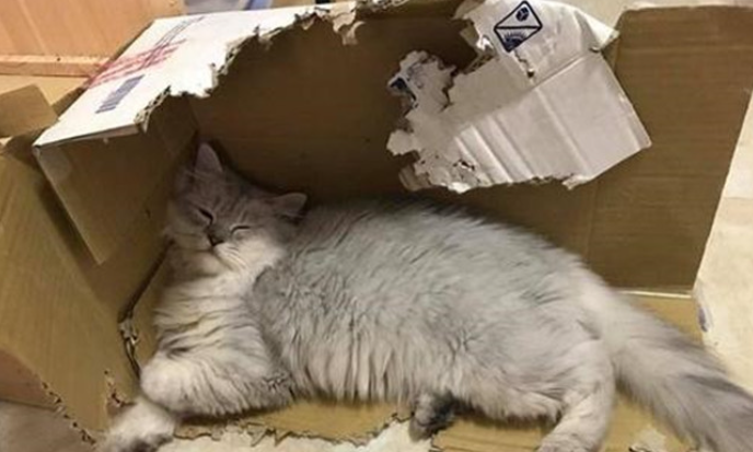 猫咪为什么要撕纸盒吃饭呢
