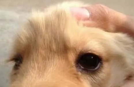 狗狗为什么突然眼屎变多了