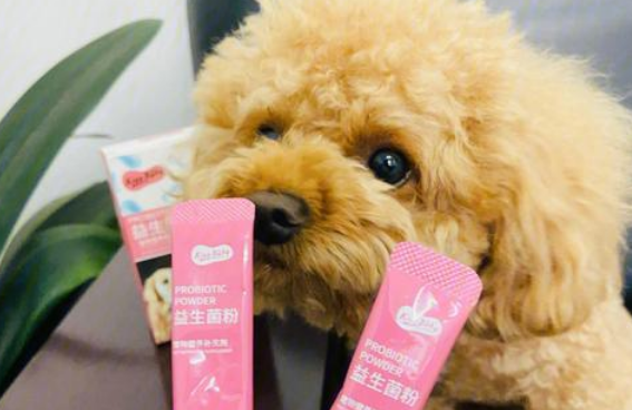狗狗必须每日填补益生菌粉吗？一起来看看吧