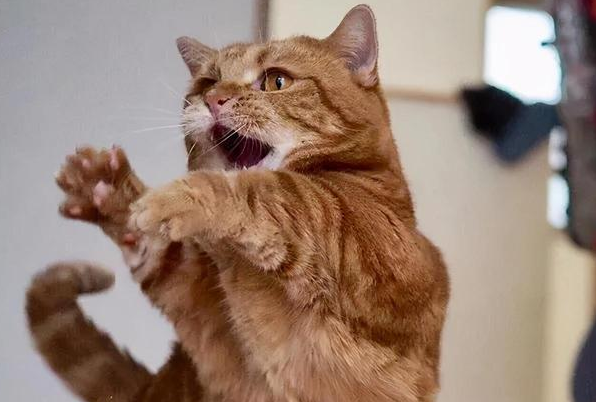 猫咪为什么爱跳舞