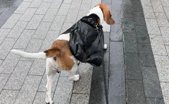 狗狗生理期能够外出吗? 狗狗生理期能够外出吗?