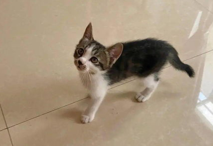 猫咪领养做绝育的原因是什么？来看看吧