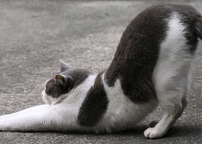 猫咪后腿为什么弓起来了呢