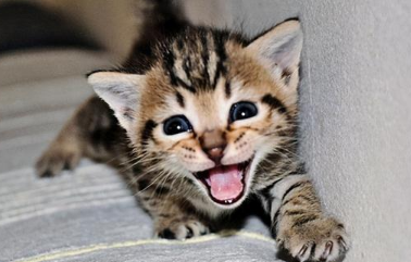 猫咪见到猫咪叫是怎么回事啊