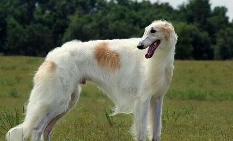 枪猎犬有哪些品种